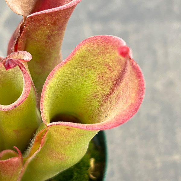 ヘリアンフォラ：ヘテロドクサ×ミノール 2号ポット