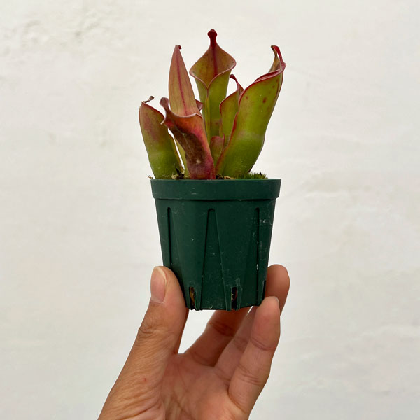 ヘリアンフォラ：ヘテロドクサ×ミノール 2号ポット