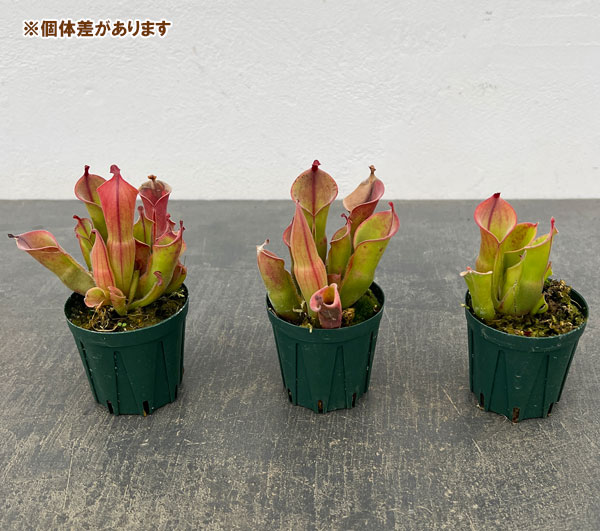 ヘリアンフォラ：ヘテロドクサ×ミノール 2号ポット