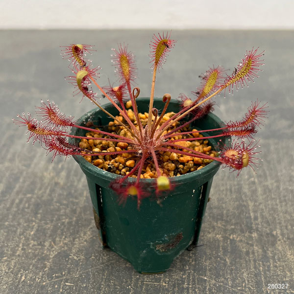 モウセンゴケ（ドロセラ）：アングリカ×インターメディア　レオン2号ポット