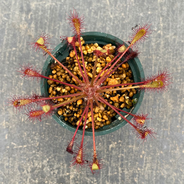 モウセンゴケ（ドロセラ）：アングリカ×インターメディア　レオン2号ポット