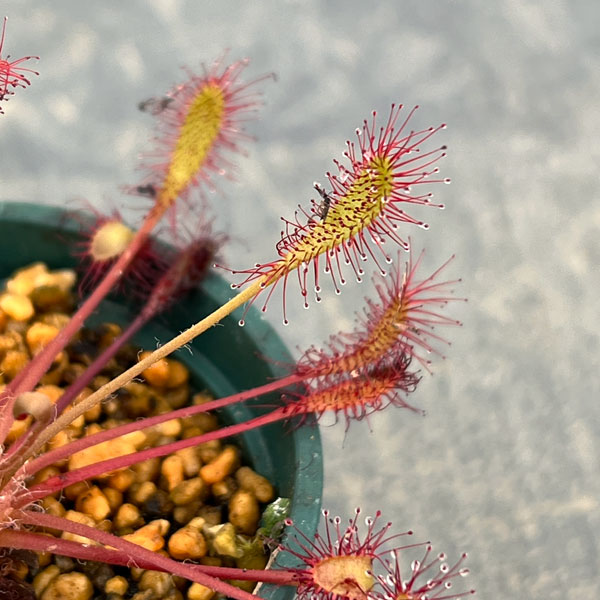 モウセンゴケ（ドロセラ）：アングリカ×インターメディア　レオン2号ポット