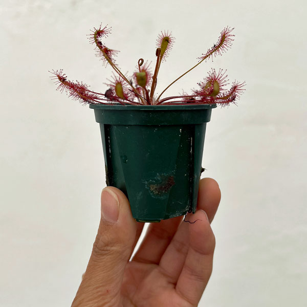 モウセンゴケ（ドロセラ）：アングリカ×インターメディア　レオン2号ポット