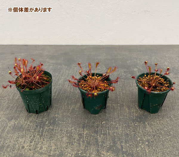 モウセンゴケ（ドロセラ）：アングリカ×インターメディア　レオン2号ポット