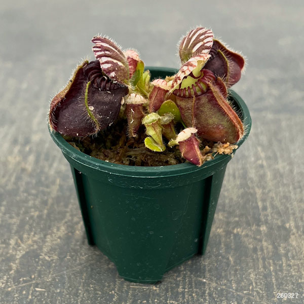 セファロタス 2号ポット