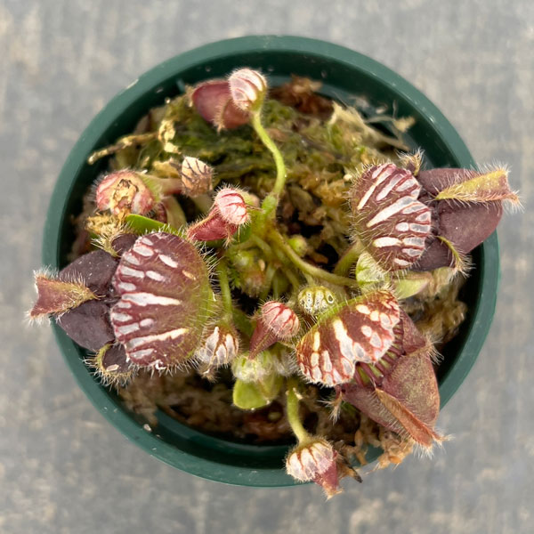 セファロタス 2号ポット