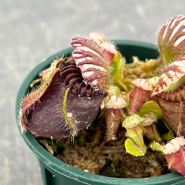 セファロタス 2号ポット