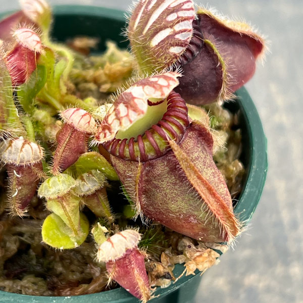 セファロタス 2号ポット