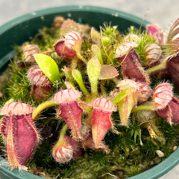 セファロタス 2号ポット