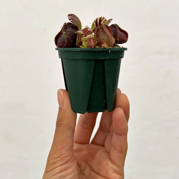 セファロタス 2号ポット