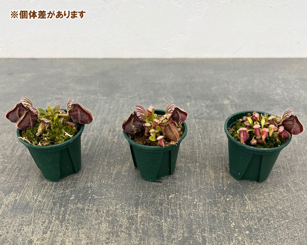 セファロタス 2号ポット