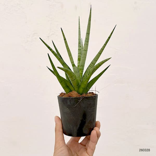 サンセベリア:ビーエイト 3号エコポット植え