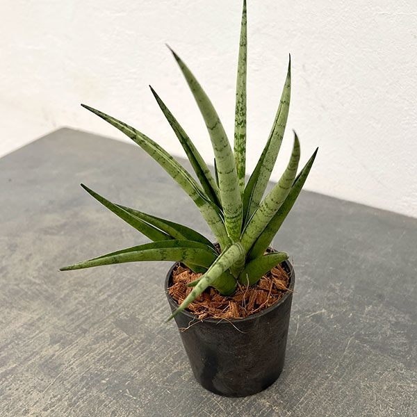 サンセベリア:ビーエイト 3号エコポット植え
