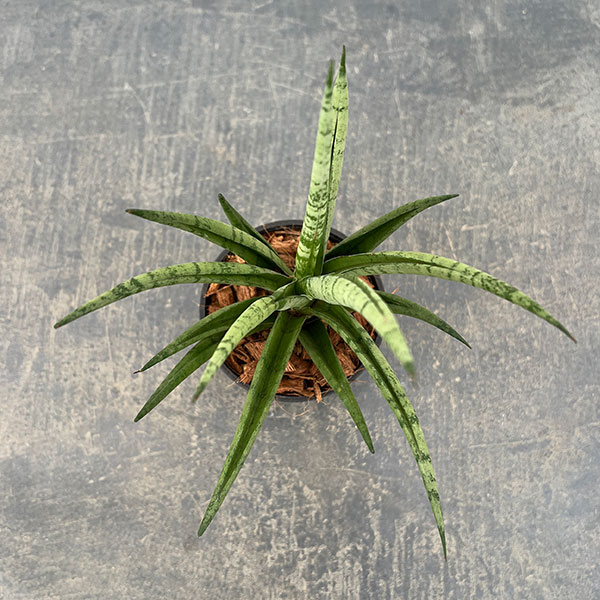 サンセベリア:ビーエイト 3号エコポット植え