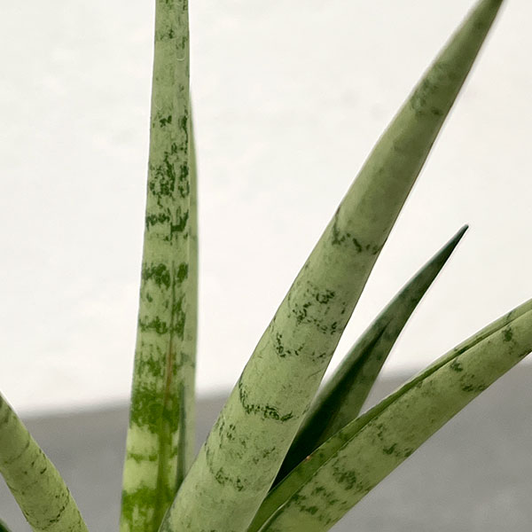 サンセベリア:ビーエイト 3号エコポット植え