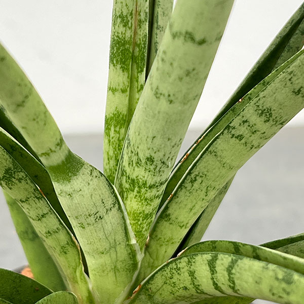 サンセベリア:ビーエイト 3号エコポット植え