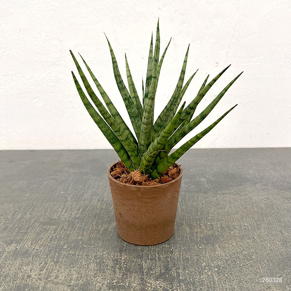サンセベリア:トーチ 3号エコポット植え