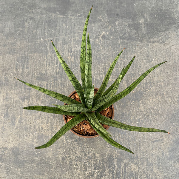 サンセベリア:トーチ 3号エコポット植え