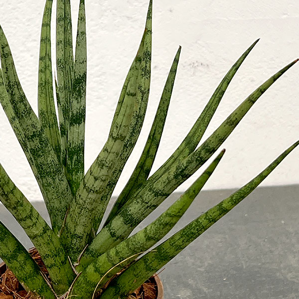 サンセベリア:トーチ 3号エコポット植え