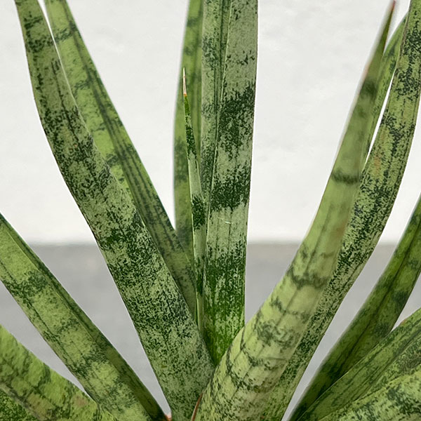 サンセベリア:トーチ 3号エコポット植え