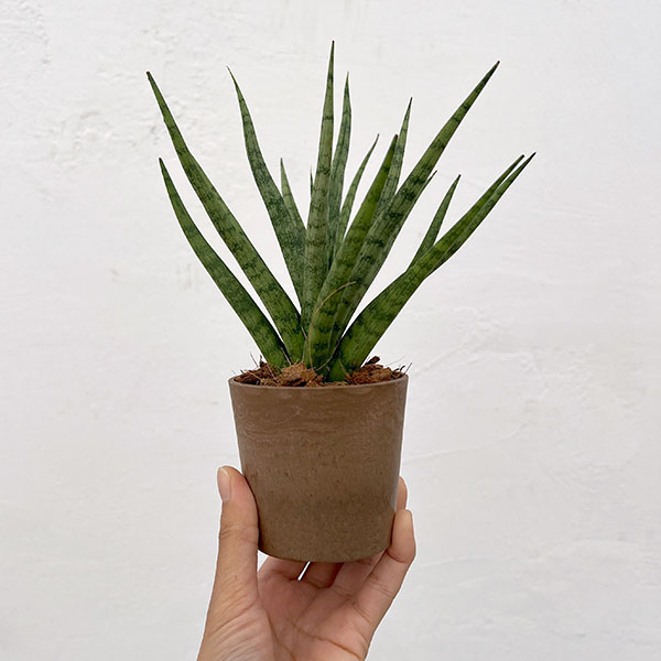 サンセベリア:トーチ 3号エコポット植え