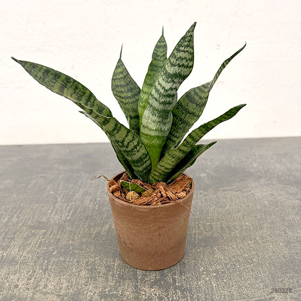 サンセベリア：トリファッシアータ　3号エコポット植え