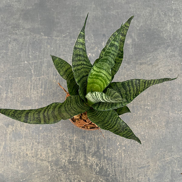 サンセベリア：トリファッシアータ　3号エコポット植え