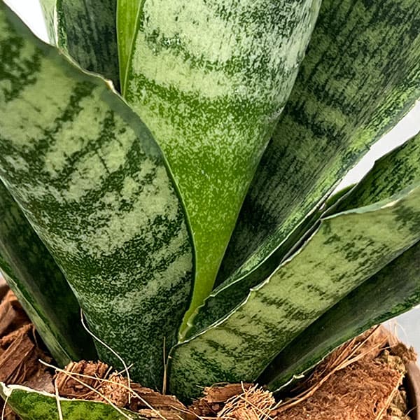 サンセベリア：トリファッシアータ　3号エコポット植え
