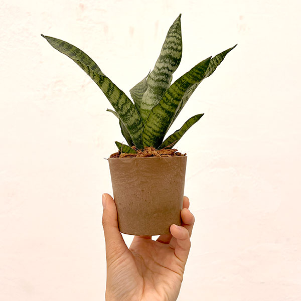 サンセベリア：トリファッシアータ　3号エコポット植え