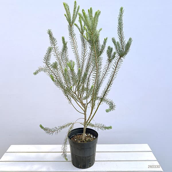 カロタムス6号鉢植え