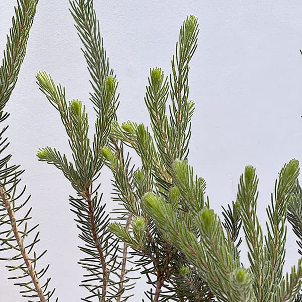 カロタムス6号鉢植え