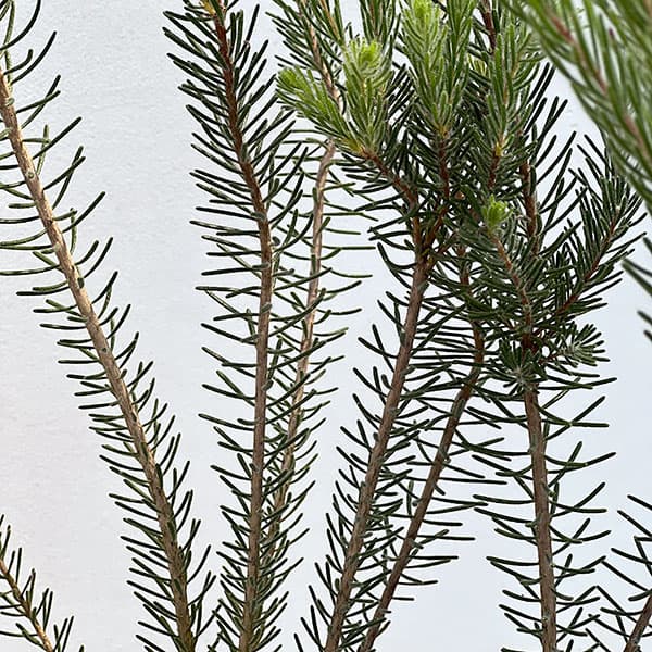 カロタムス6号鉢植え