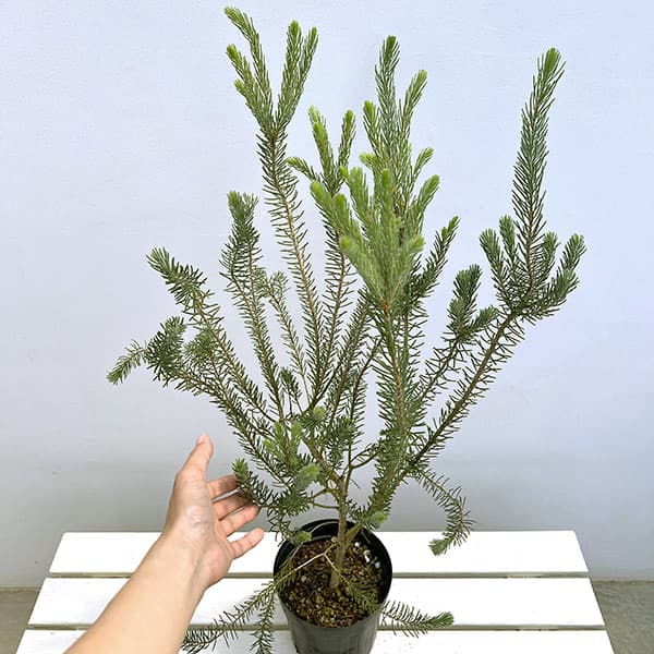 カロタムス6号鉢植え