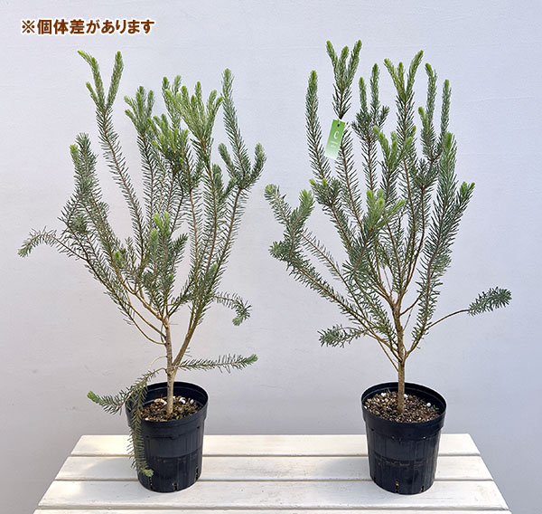 カロタムス6号鉢植え