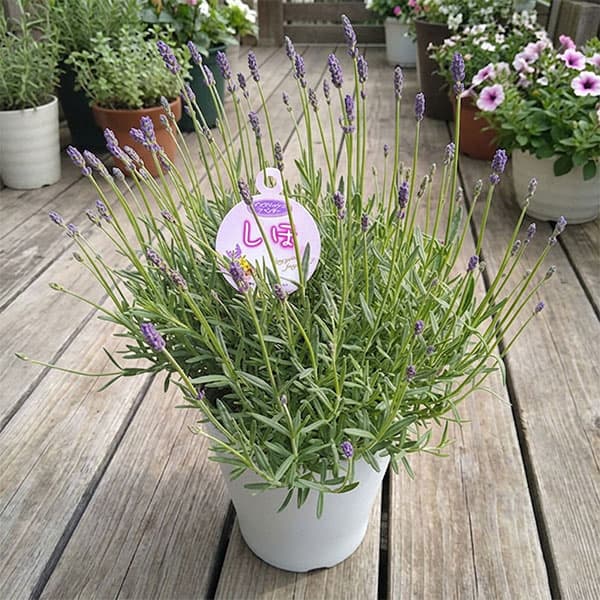 [春の鉢花予約]イングリッシュラベンダー：しほ5号鉢植え