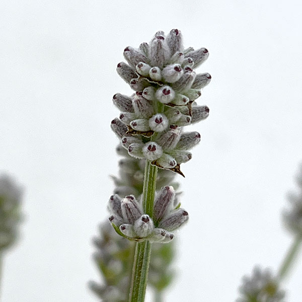 イングリッシュラベンダー：ももか3.5号ポット