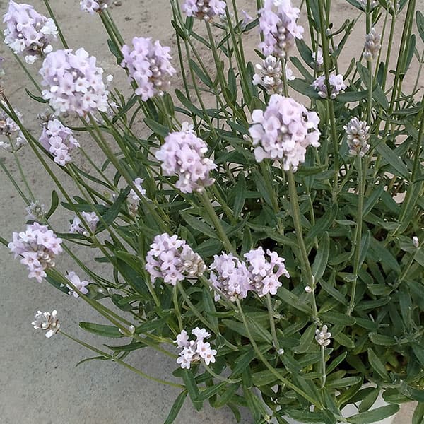 [春の鉢花予約]イングリッシュラベンダー：ももか5号鉢植え