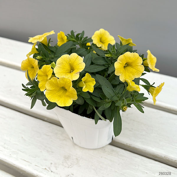 カリブラコア：サンバ　イエロー3.5ポット 3株セット