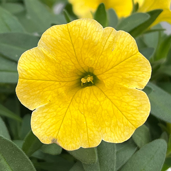 カリブラコア：サンバ　イエロー3.5ポット 3株セット