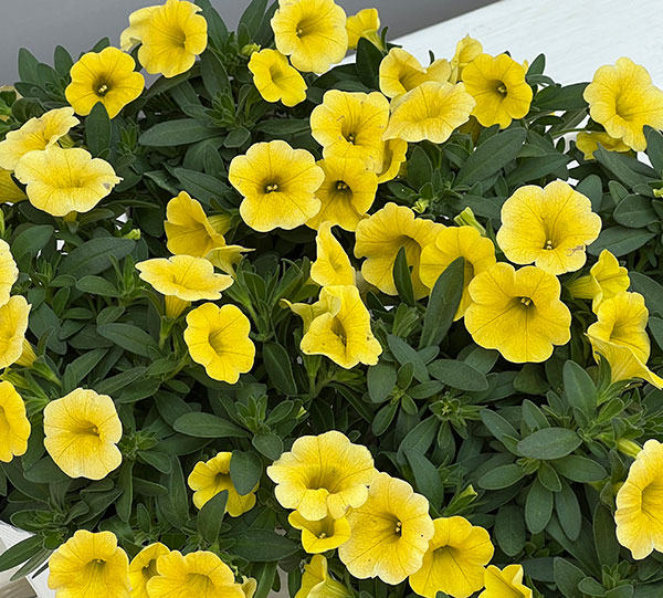 カリブラコア：サンバ　イエロー3.5ポット 3株セット