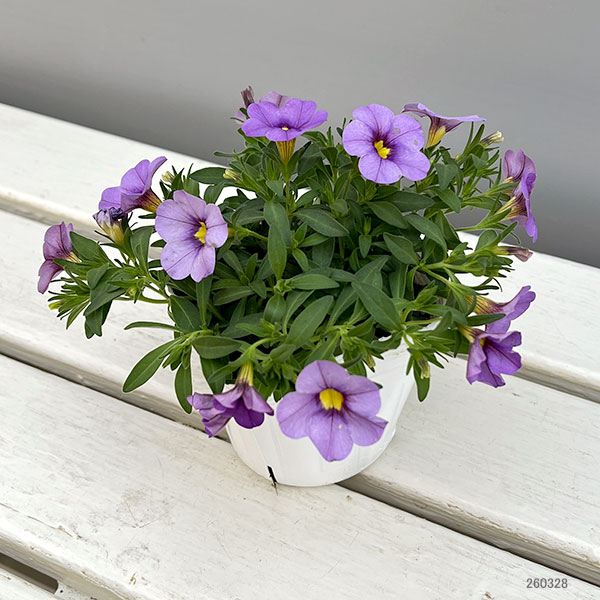 カリブラコア：サンバ　ラベンダー3.5ポット