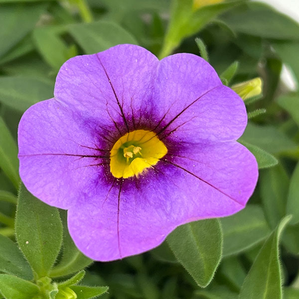 カリブラコア：サンバ　ラベンダー3.5ポット