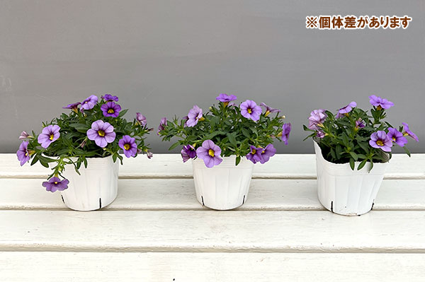 カリブラコア：サンバ　ラベンダー3.5ポット