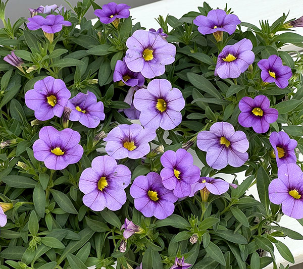 カリブラコア：サンバ　ラベンダー3.5ポット