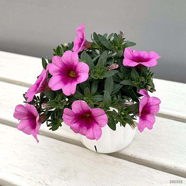 カリブラコア：サンバ　ピンクキッス3.5ポット 6株セット