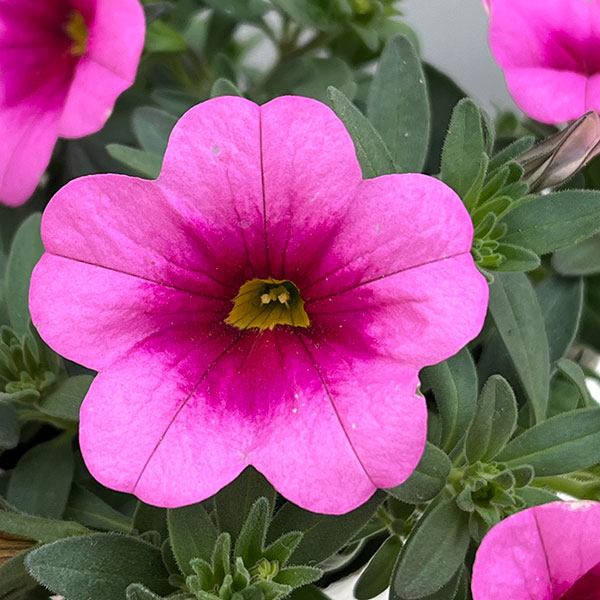 カリブラコア：サンバ　ピンクキッス3.5ポット 6株セット