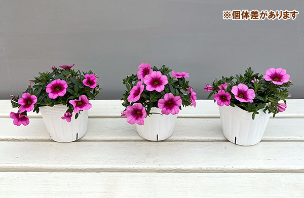 カリブラコア：サンバ　ピンクキッス3.5ポット 6株セット