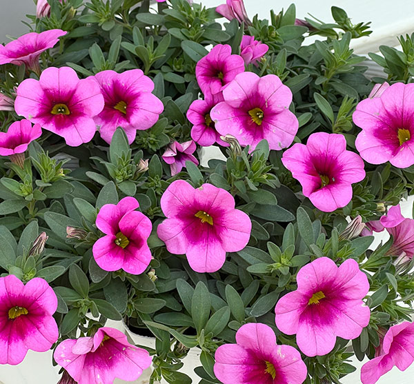 カリブラコア：サンバ　ピンクキッス3.5ポット 6株セット