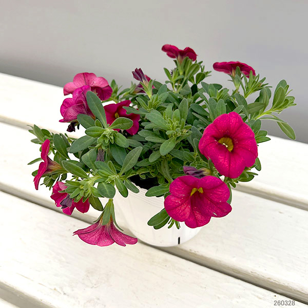 カリブラコア：サンバ　レッド3.5ポット 3株セット