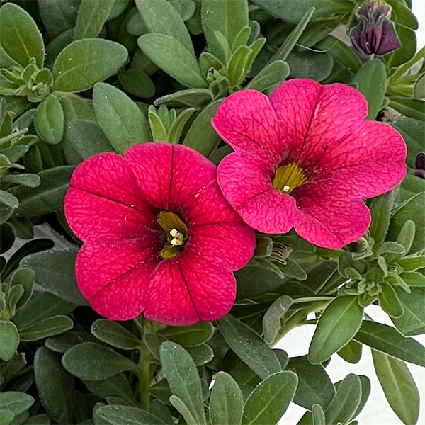 カリブラコア：サンバ　レッド3.5ポット 3株セット